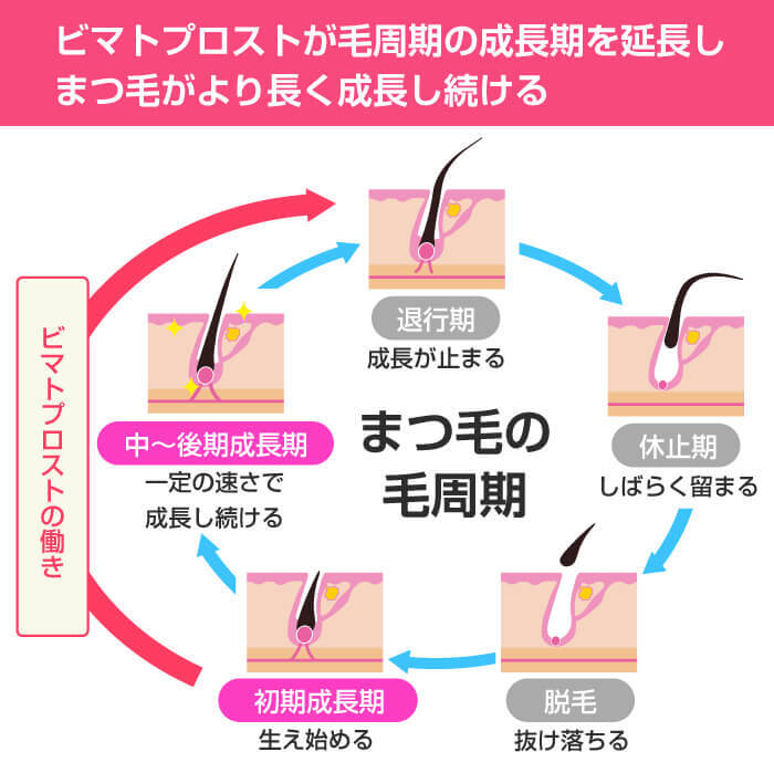 まつ毛の毛周期
