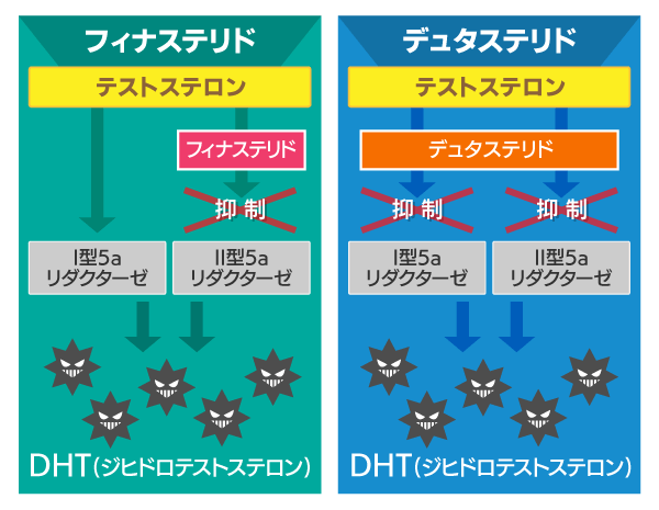 デュタステリドの効果