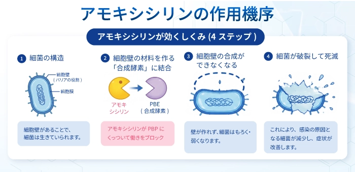 アモキシシリンの作用