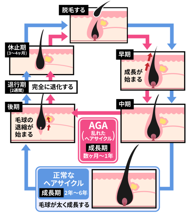 ヘアサイクル