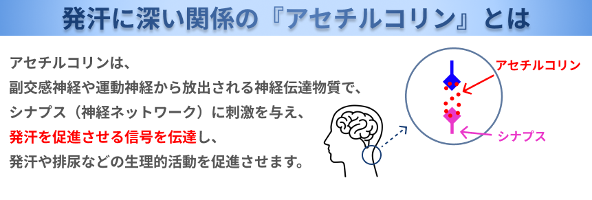 アセチルコリンとは